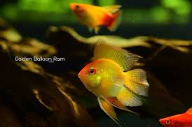 Cá Phượng Hoàng Balloon Gold