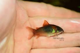 Cá Chuột Venezuela