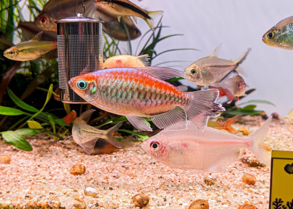 Cá Congo Tetra