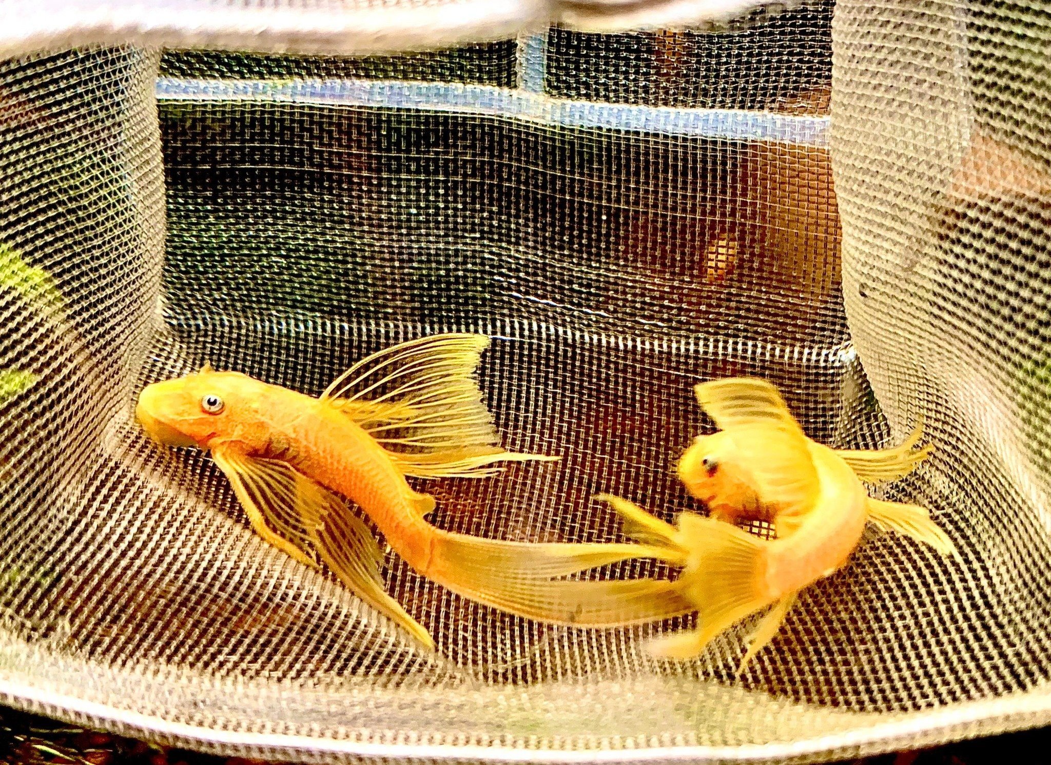 Cá Longfin 24K