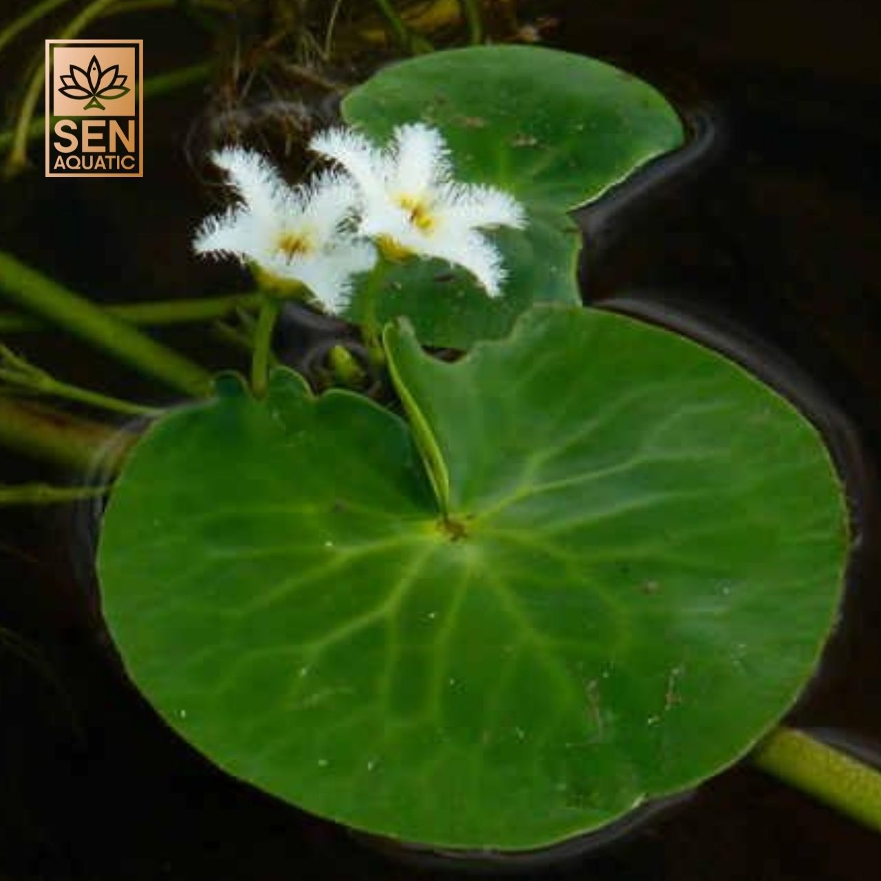 Lá Thủy Nữ (Nymphoides)