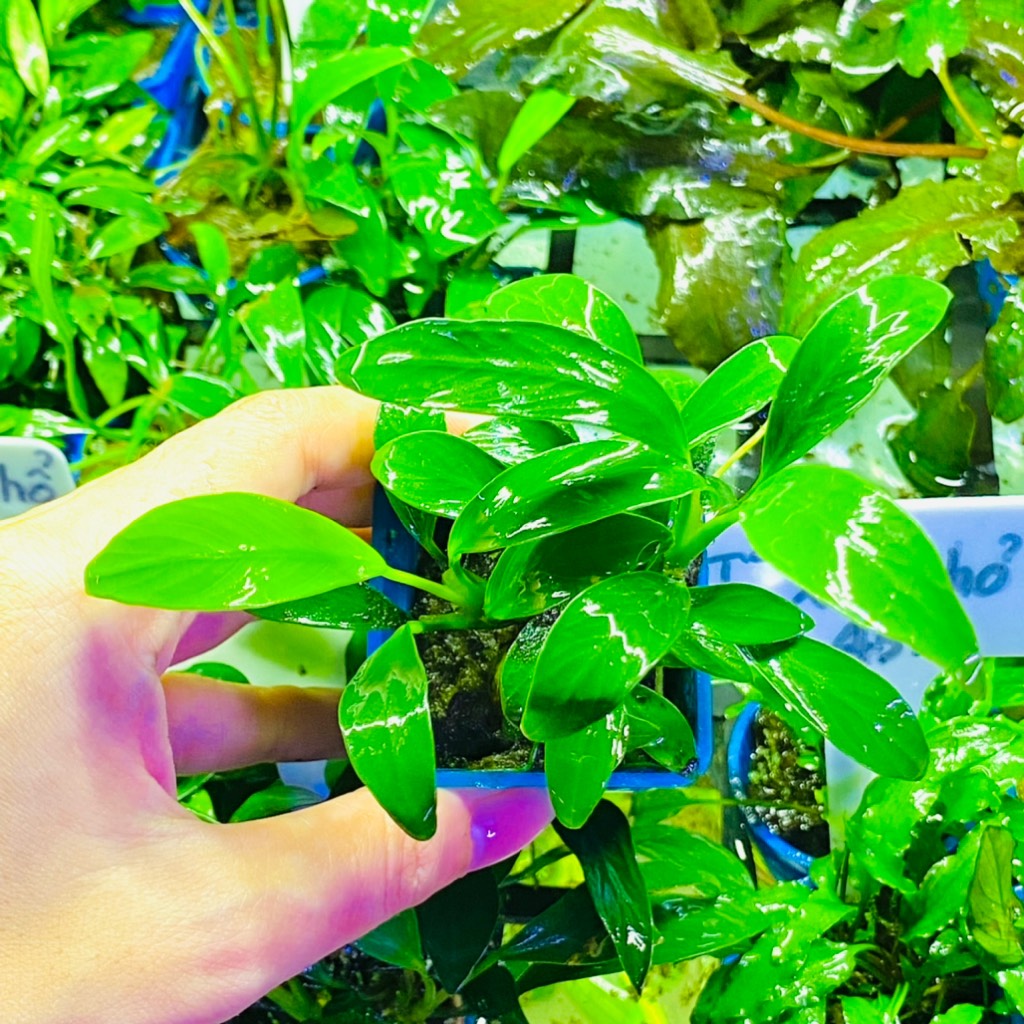 Cây Ráy Lá Dài Mini