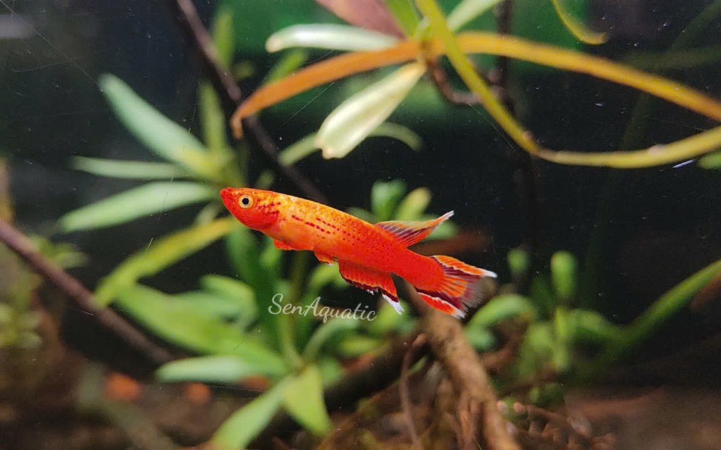 Cá Killi Thiên Đường Red