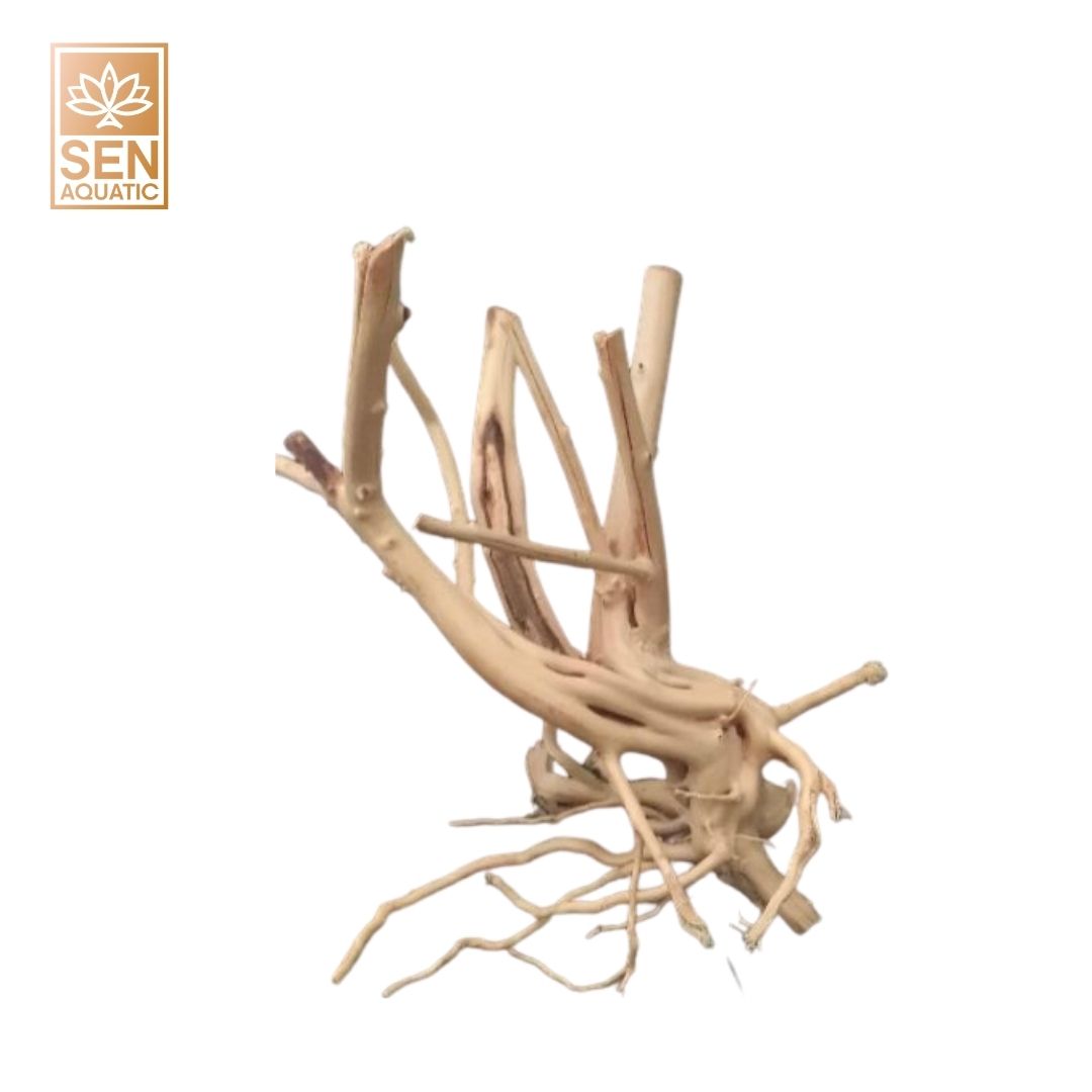 Lũa Hải Sa Quỳ - 1Kg