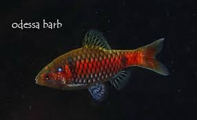 Cá Diếc Vẩy Rồng (Odessa Barb)