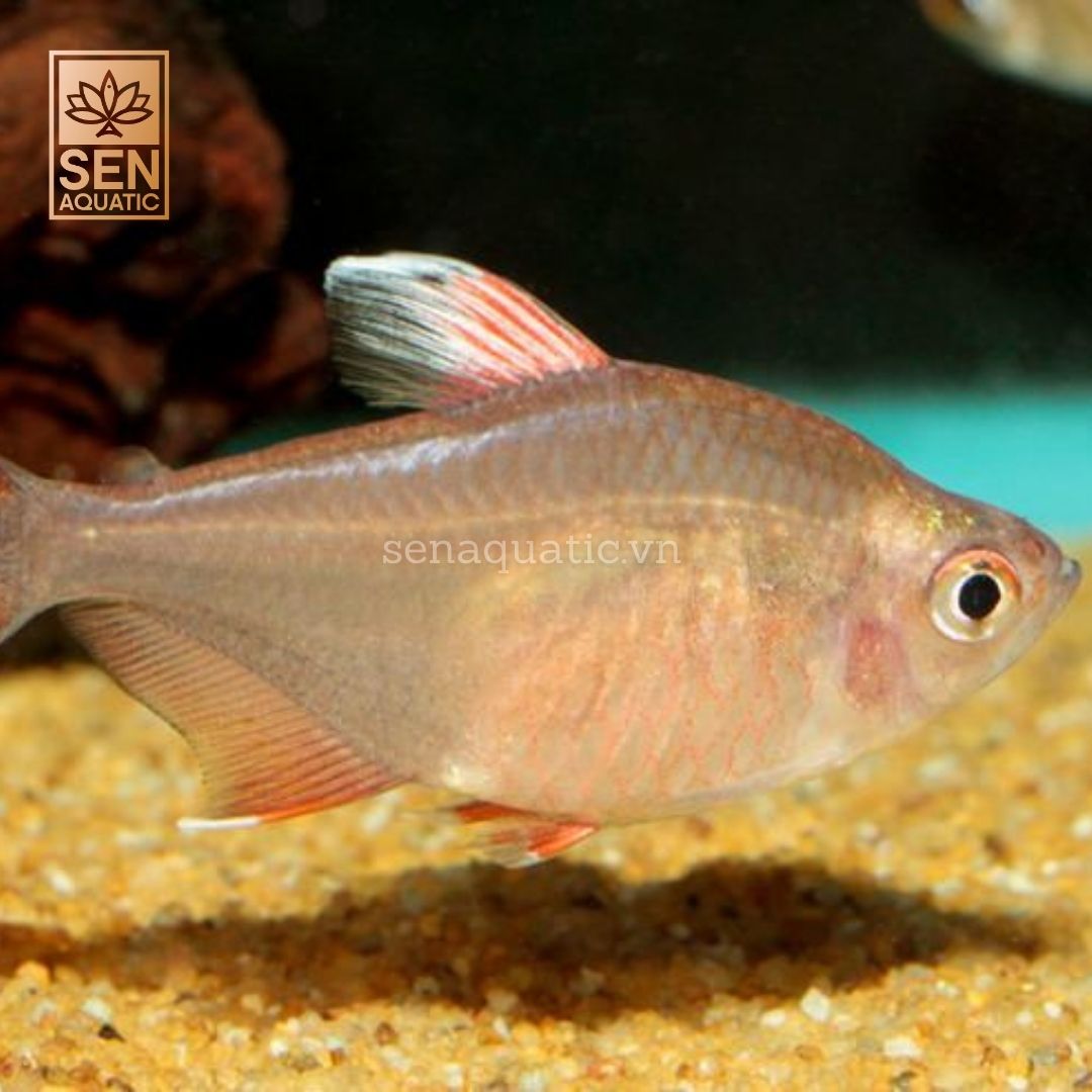 Cá Rosy Tetra
