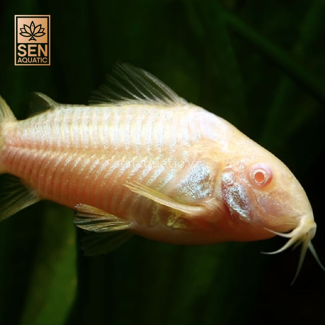 Cá Chuột Albino