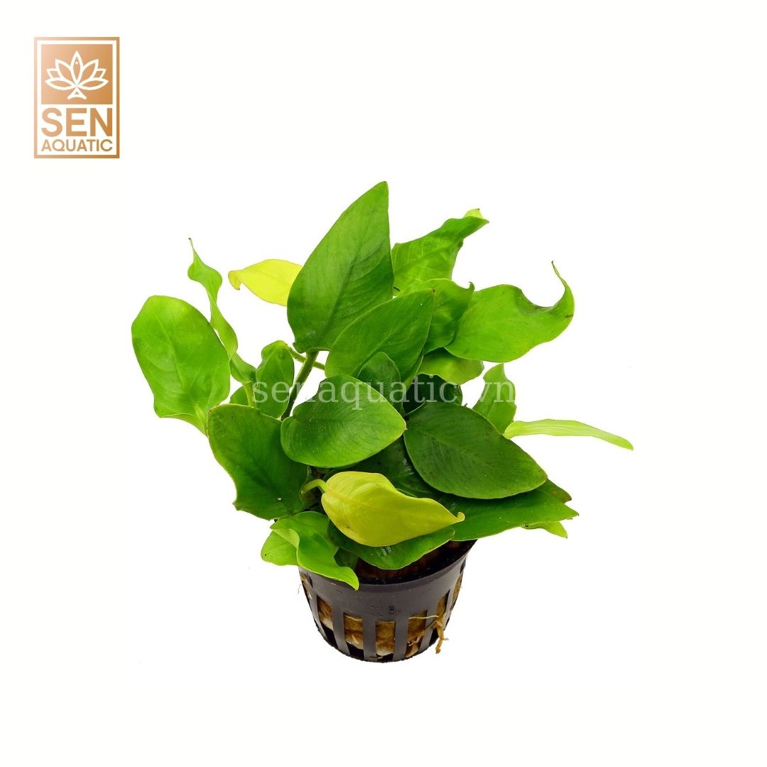 Cây Ráy Lá Vàng  (Anubias Barteri “Golden Nana”)