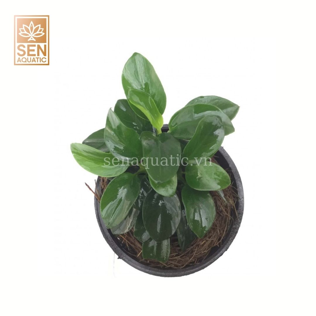 Cây Nana Petie  APC (Anubias sp. ‘Petite’)
