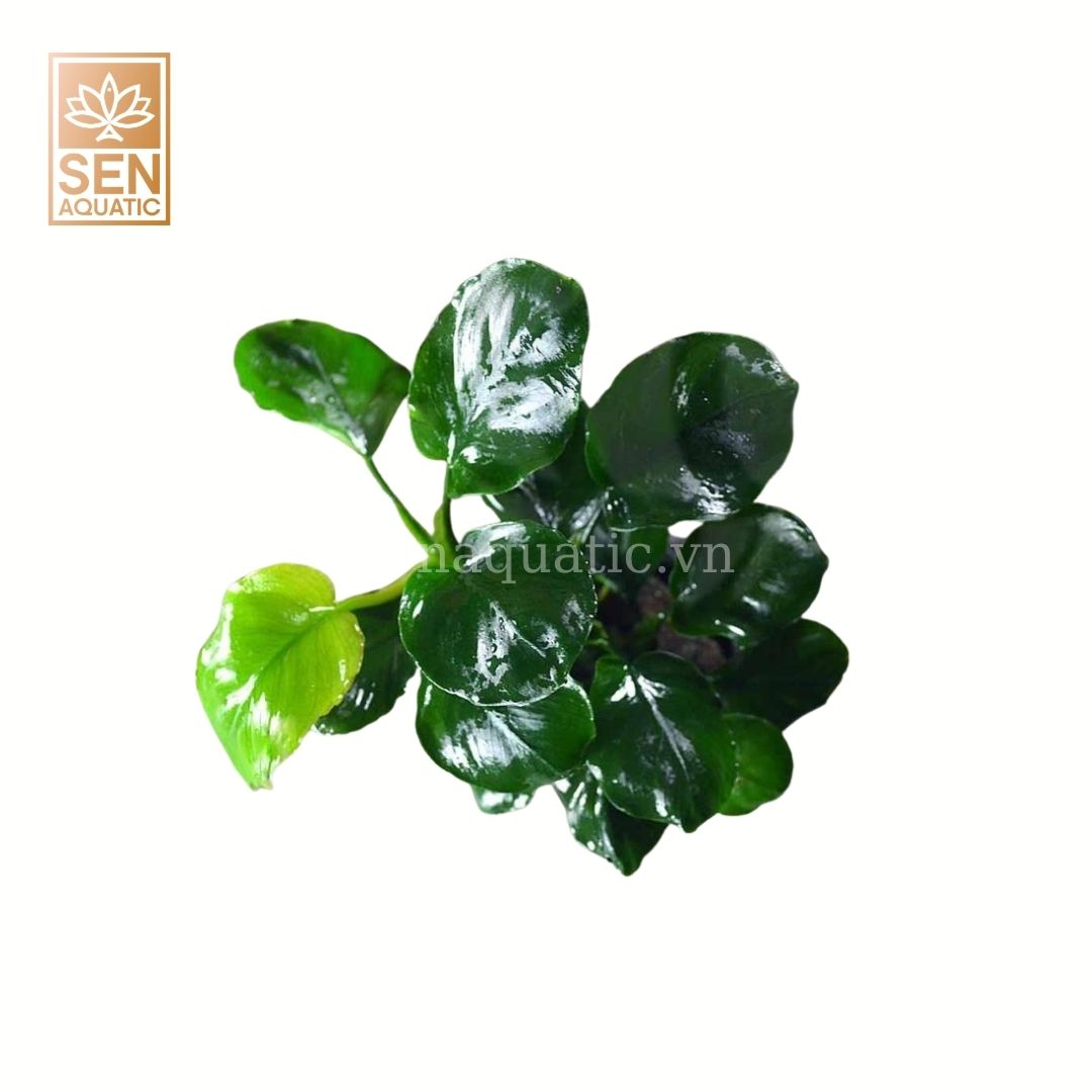 Cây Ráy Lá Tròn (Anubias Barteri var. 'Round leaf')