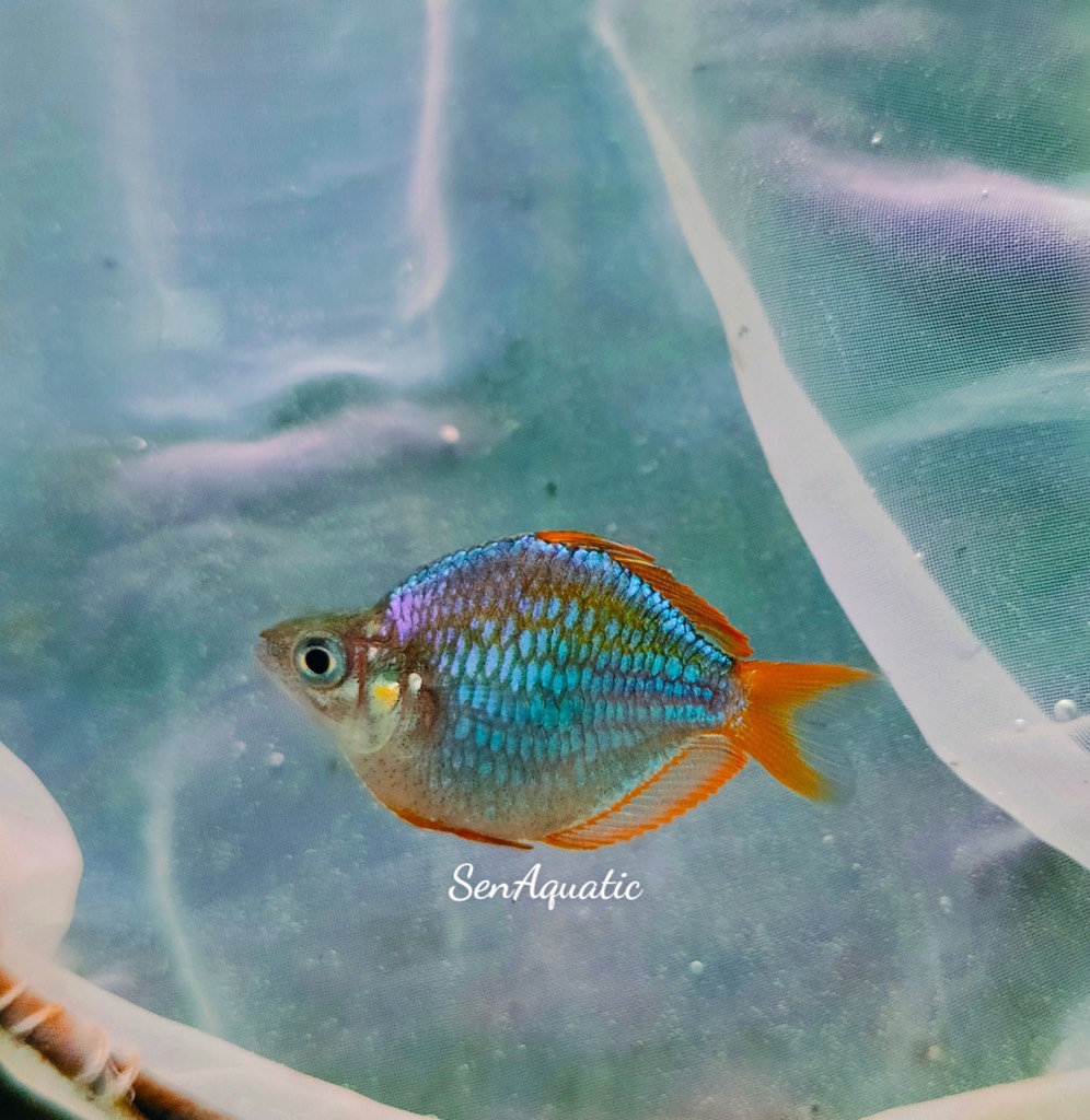 Cá Cầu Vồng Xanh Super Short