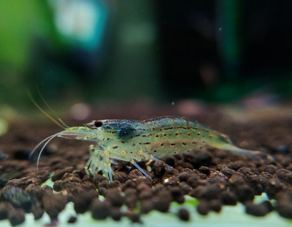 Tép Yamato Size Nhỏ