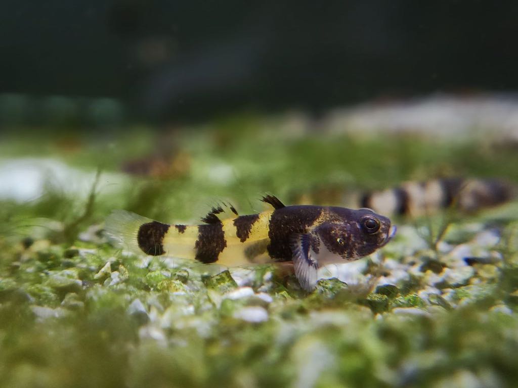 Cá Bống Mắt Tre