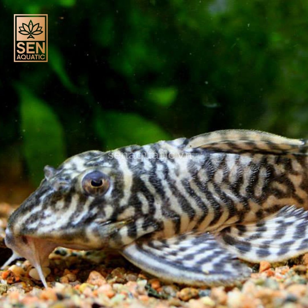 Cá Pleco L333