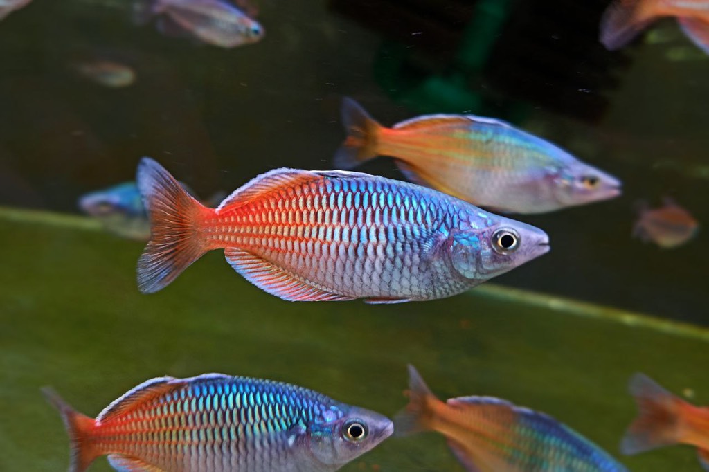 Cá Cầu Vồng Thạch Mỹ Nhân ( Nhiều Size )