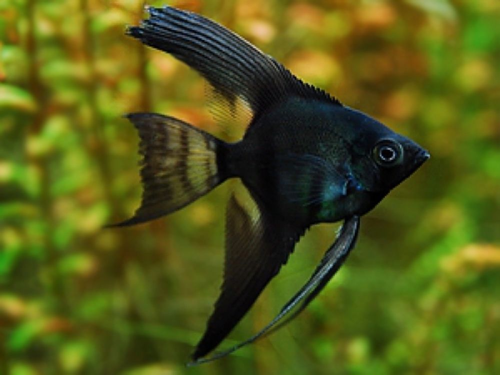 Cá Thần Tiên Pinoy