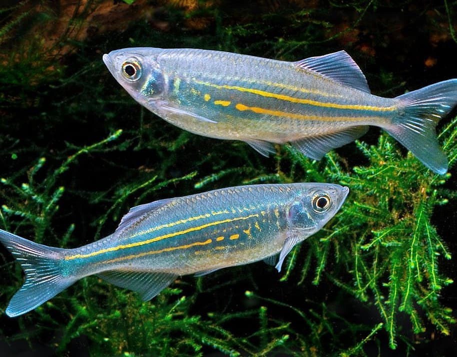 Cá Ngựa Vằn ( Giant Danio )