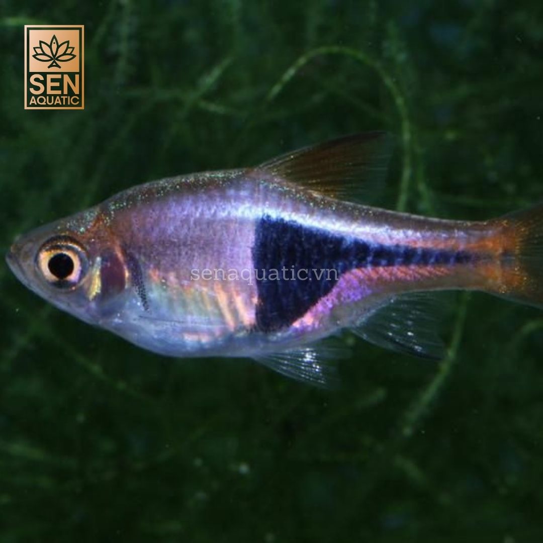 Cá Tam Giác Tím