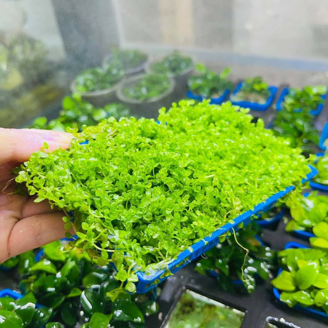 Cây Trân Châu Ngọc Trai Lá Tròn - Vỉ