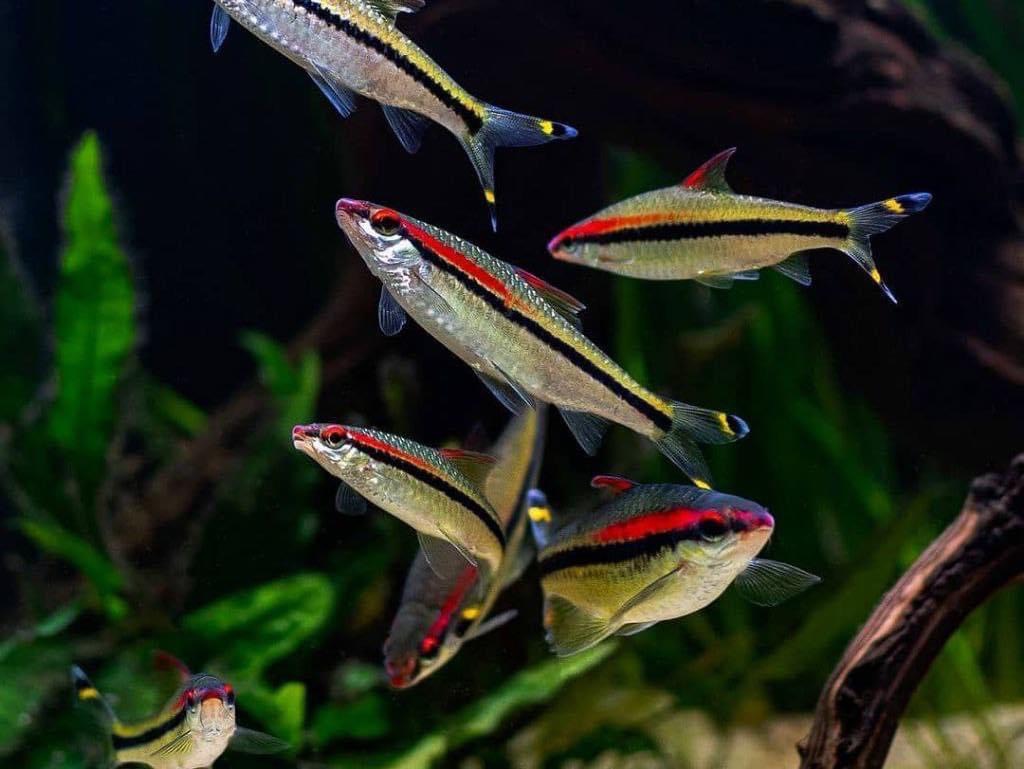 Cá Hồng My (Nhiều Size)