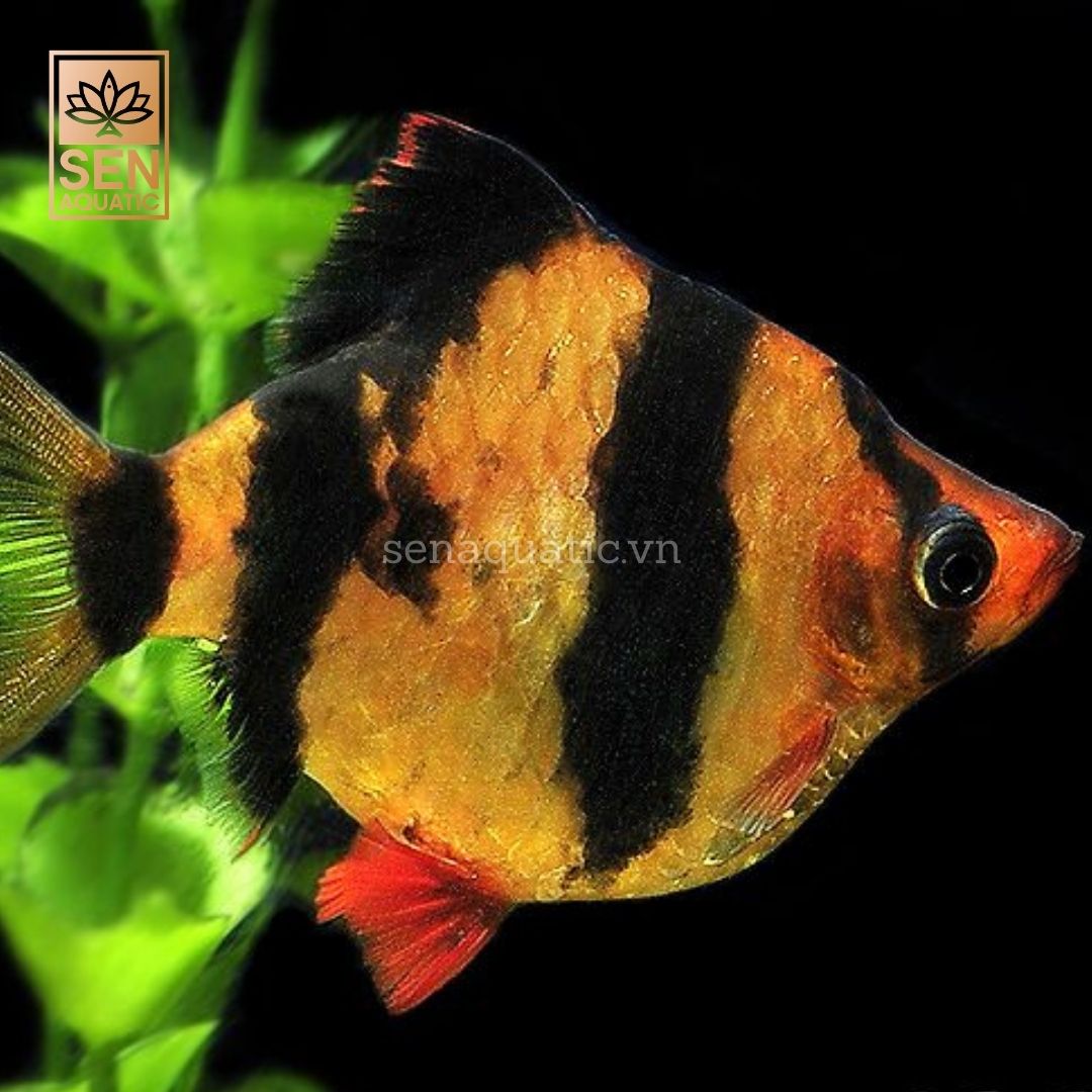 Cá Xecan Short - Tiger