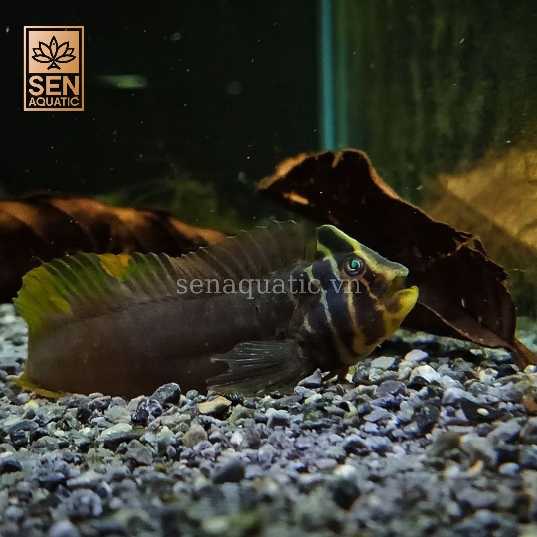 Cá Top Hat Blenny