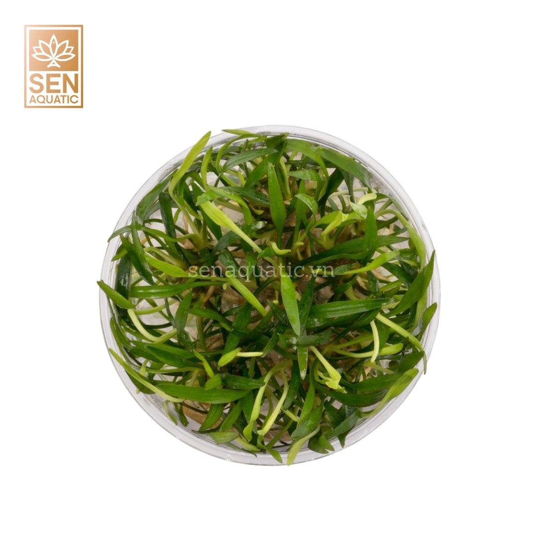 Cây Tiêu Thảo Lucen (Cryptocoryne lucens)