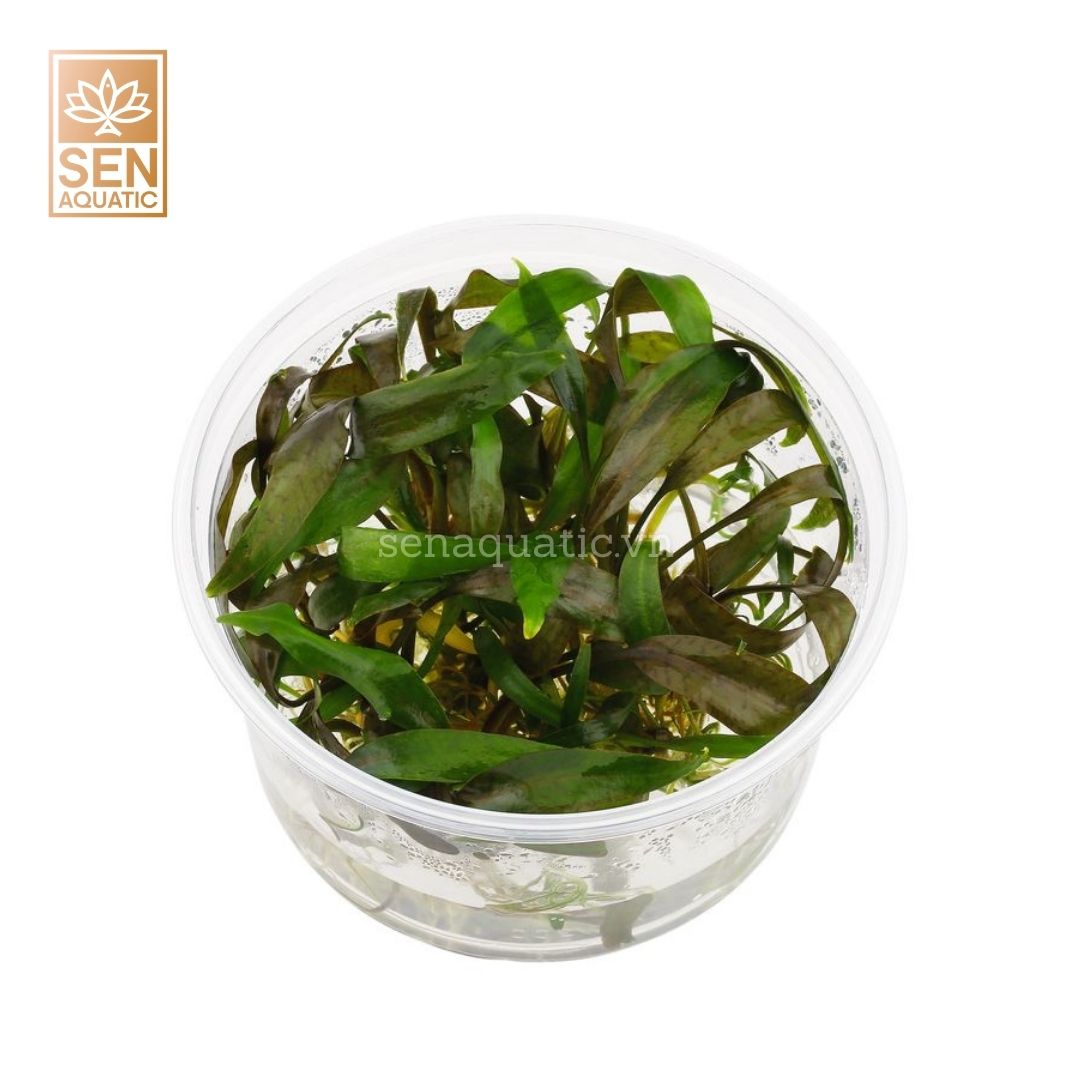 Cây Tiêu Thảo Tím Rộp (Cryptocoryne Cordata var. Cordata ‘Blassii’)