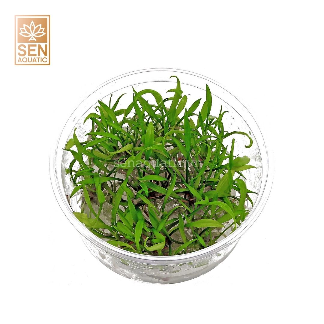 Cây Tiêu Thảo Mũi Tên Xanh (Cryptocoryne Prava)