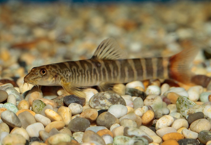 Cá Thằn Lằn Đuôi Đỏ