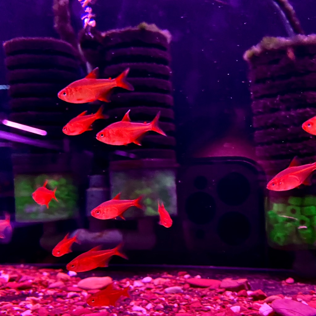 Cá Red Cherry Tetra