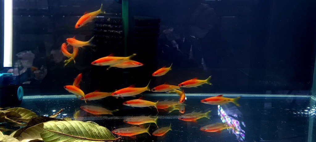 Cá Hồng My Vàng (Nhiều Size)