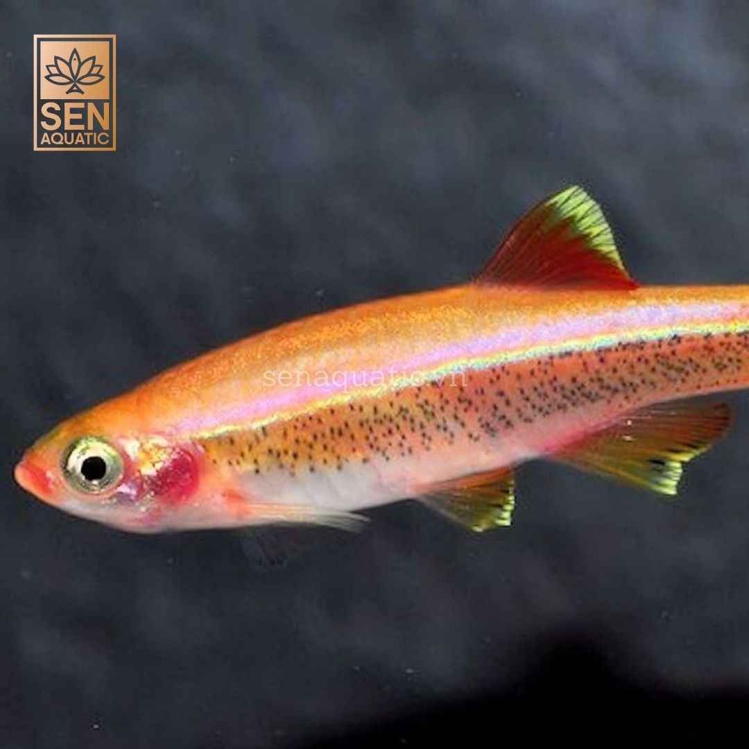 Cá Kim Tơ Vàng