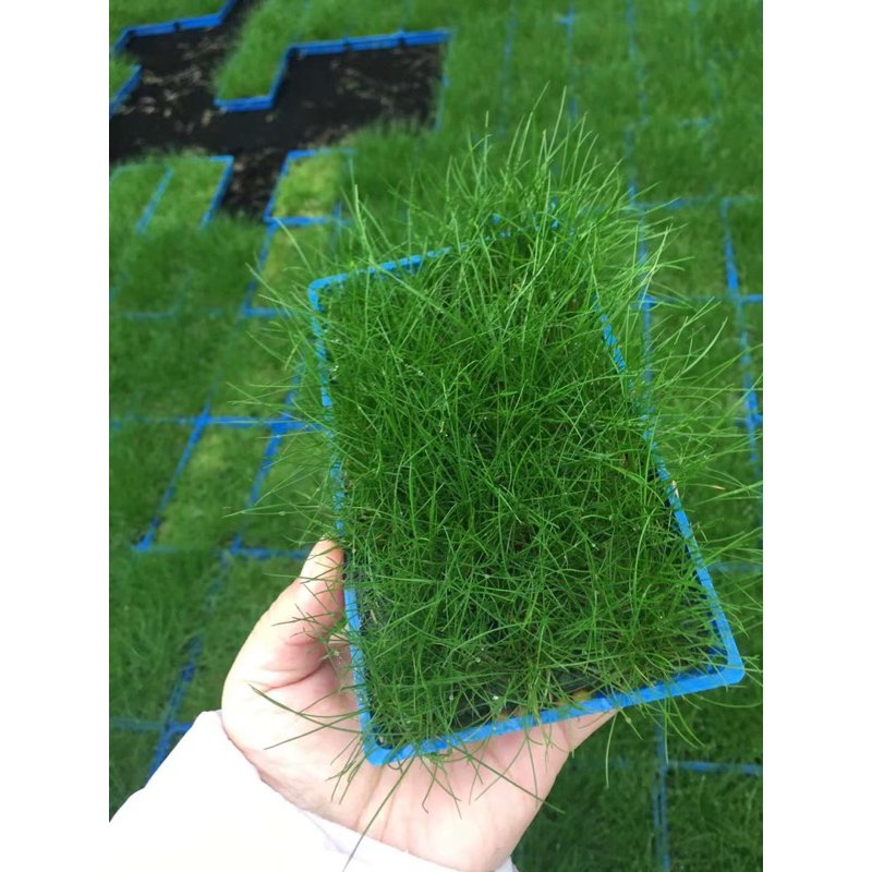 Cỏ Ngưu Mao Chiên - Vỉ