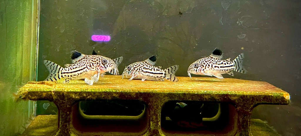 Cá Chuột LeoPard