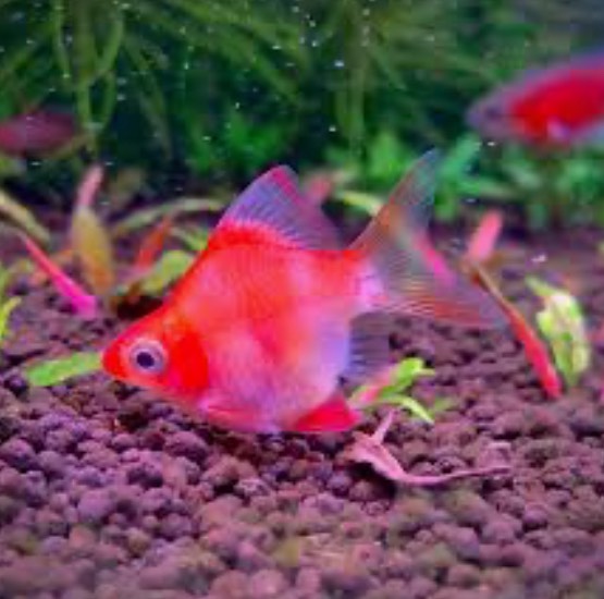 Cá Xecan Short - Red