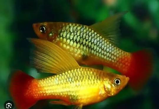 Cá Mún Kim Tiền Kỳ Cao