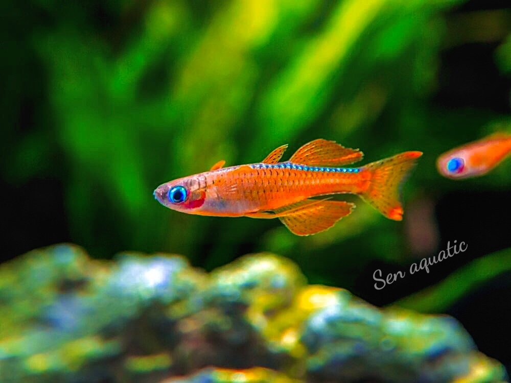 Cá Cầu Vồng Red Neon Max Size