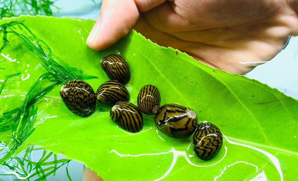 Ốc Nerita Thường