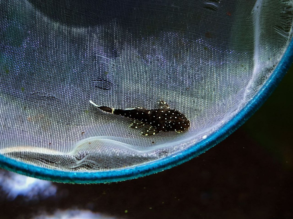 Cá Pleco L183 - Starlight