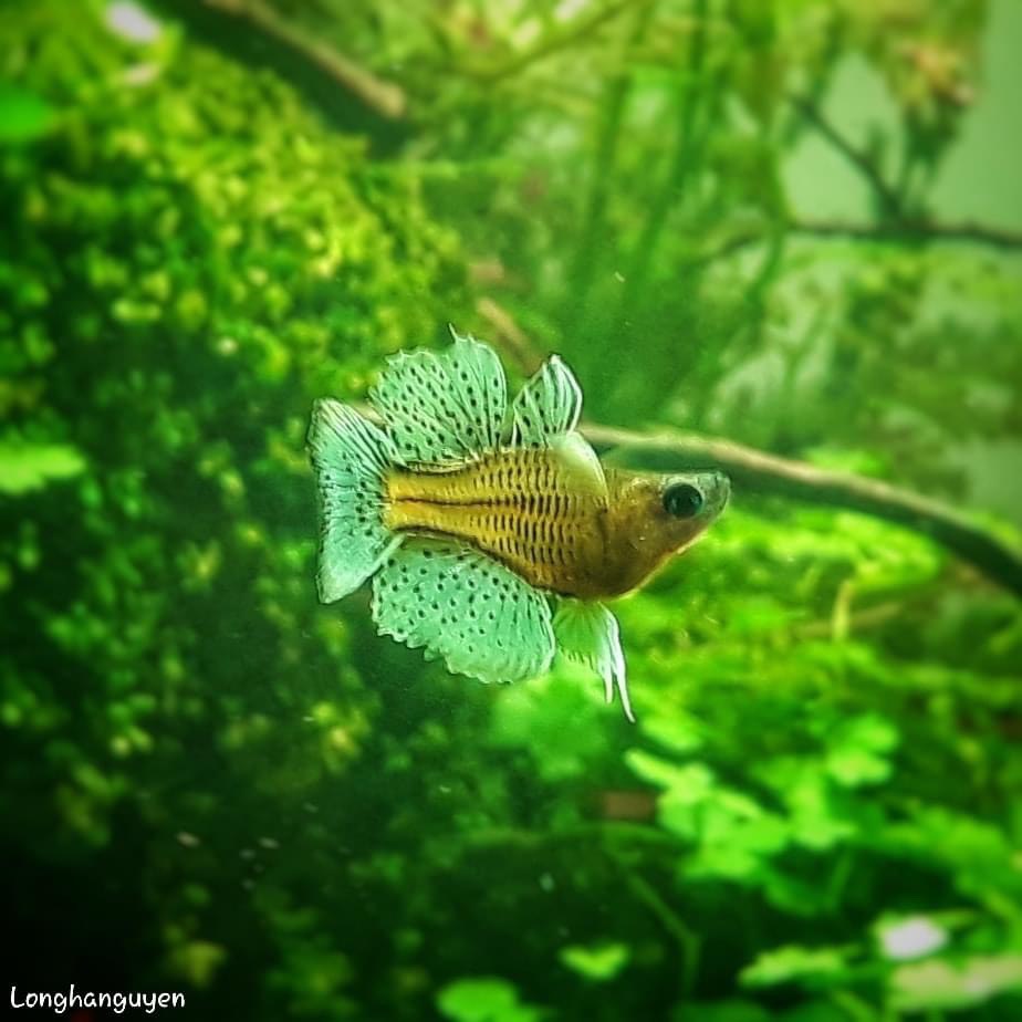 Cá Cầu Vồng Chấm Bi Short