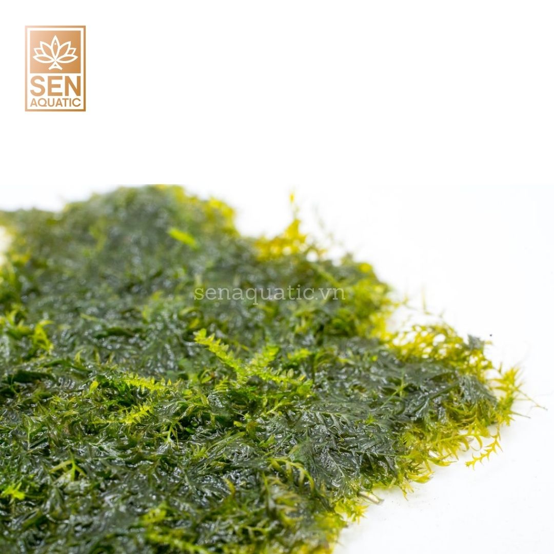 Rêu Minifiss (Fissidens Splachnobryoides)