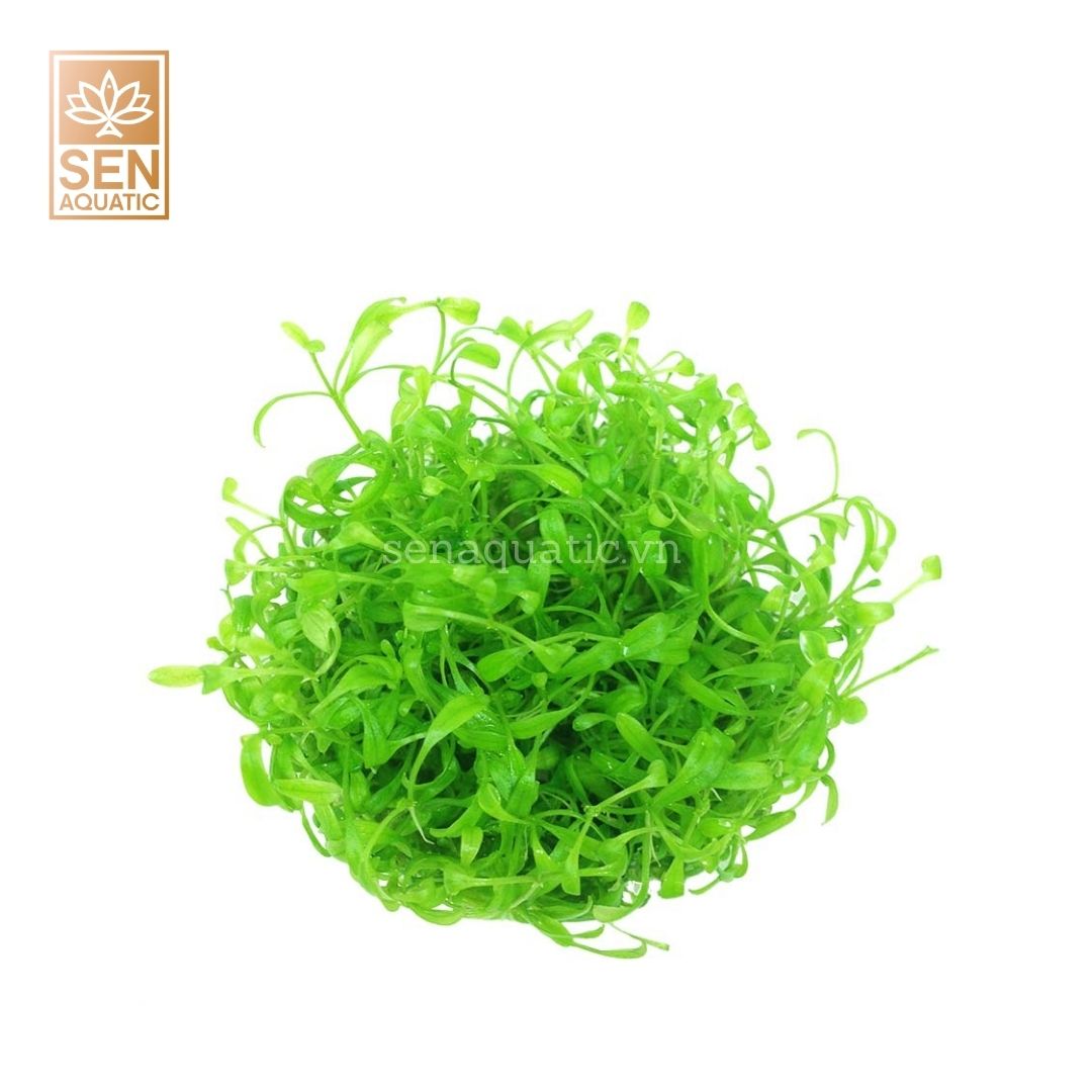 Cây Trân Châu Nhật