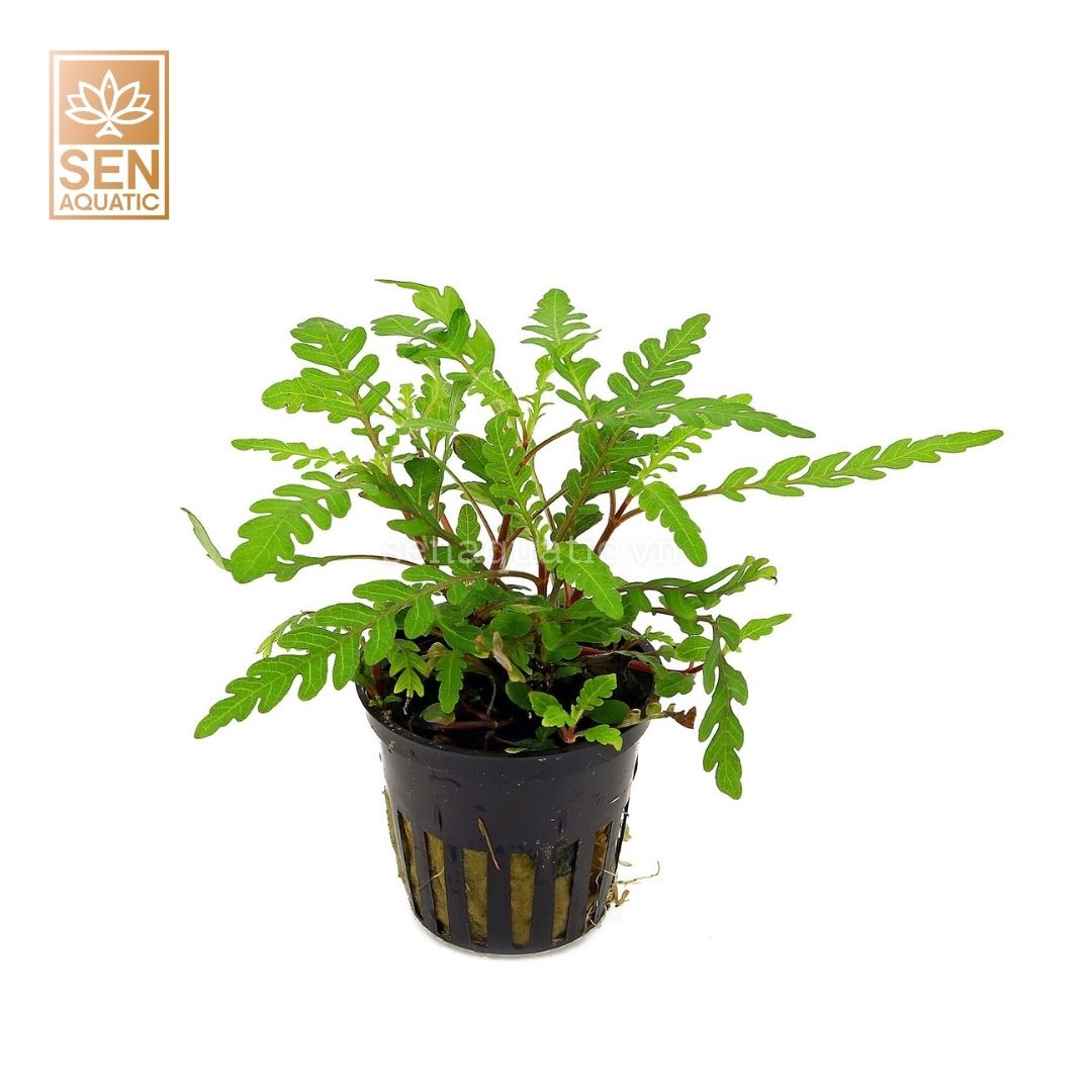 Cây Liễu Răng Cưa (Hygrophila Pinnatifida)