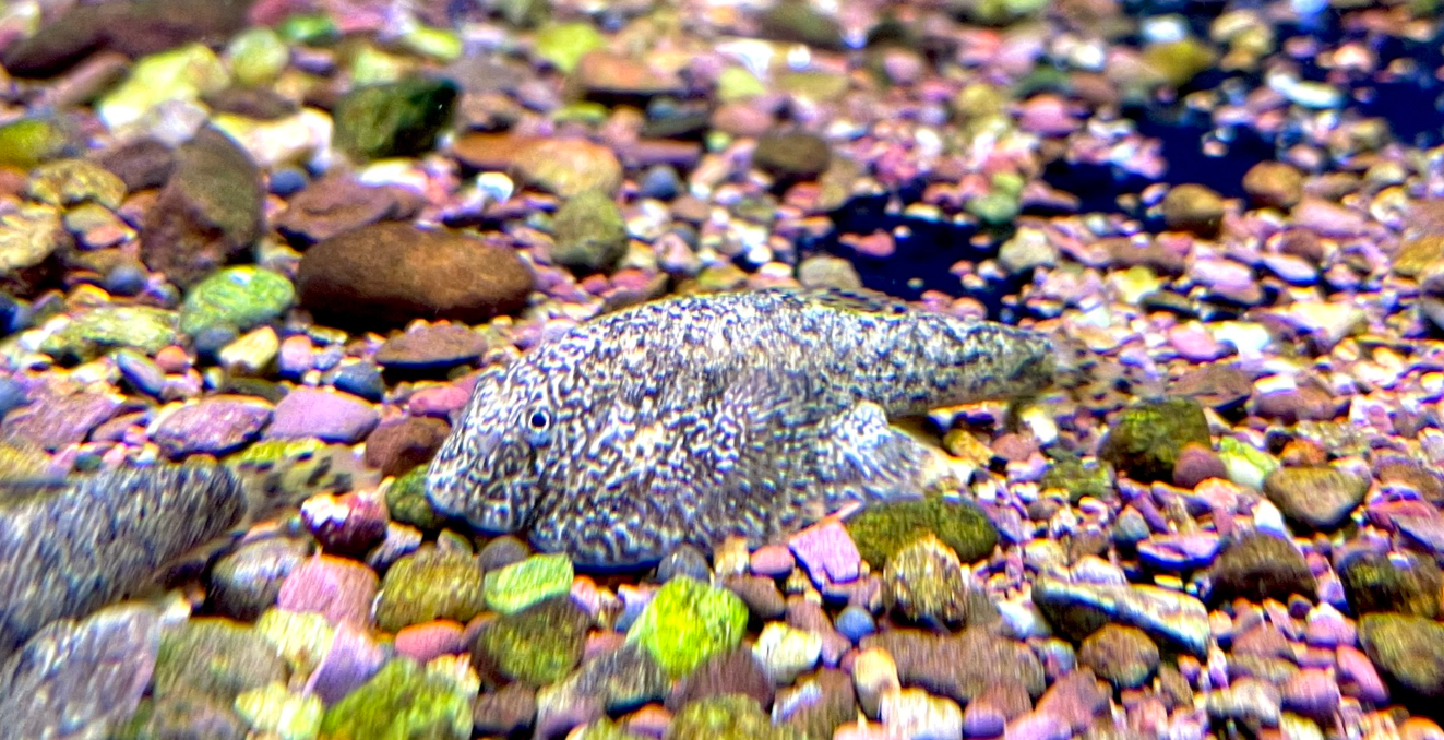 Cá Tỳ Bà Muối Tiêu