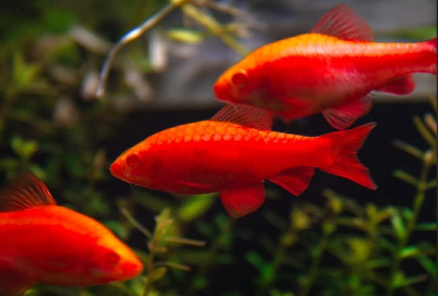 Cá Diếc Anh Đào Albino