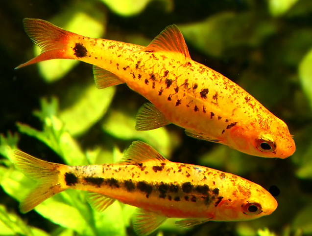 Cá Golden Barb