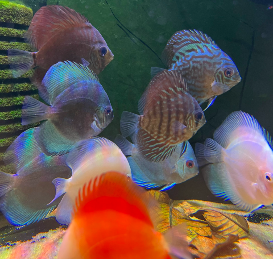 Cá Dĩa Mix Màu - Đĩa (Sz 7-9cm)