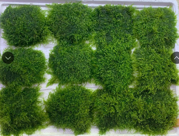 Rêu Thuỷ Sinh (10x10)