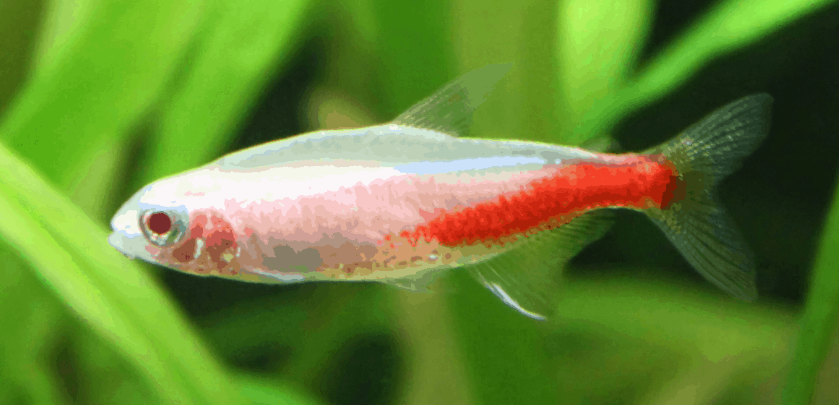 Cá Neon Xanh Albino